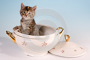 Kitty in a soup tureen photo