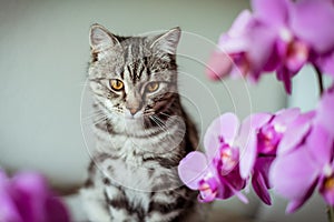 Kitty. striped gray cat. cat head. portrait. baleen face