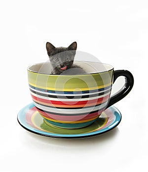 Kitty in a tea cup