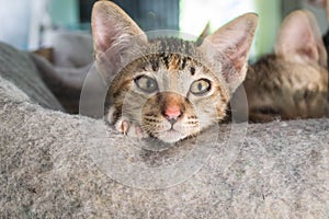 Kitty,Thai cat