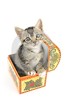 Kitty in treasure box