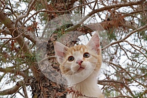 Kitty in the tree