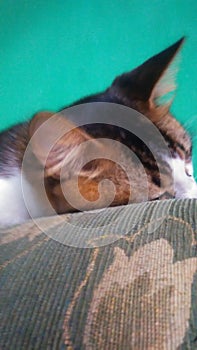 Kitty wants to sleep on the couch