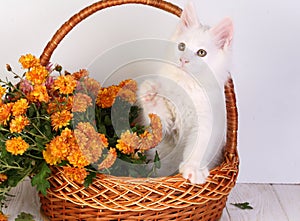 Kitty. White kitten in a basket with flowers