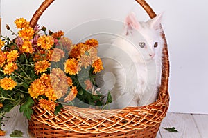 Kitty. White kitten in a basket with flowers