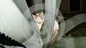 Kitty wrapped around a cactus plant