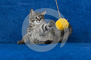 Kitty with yarn ball