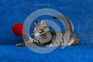 Kitty with yarn ball