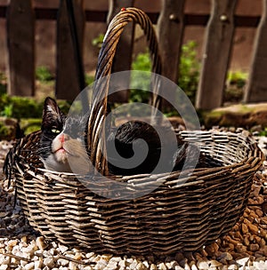 Kittycat in a basket
