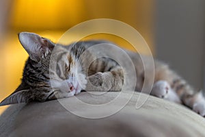 KittyKat photo