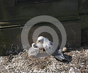 Kittiwake, Risa tridactyla, feeding chicks photo