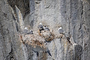 Kittywakes nesting with young on steep cliff face in Evighedsfjord, Greenland