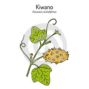 Kiwano or African horned cucumber Cucumis metuliferus , edible plant