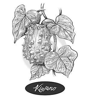 Kiwano melon vintage art