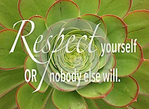 Kiwi Aeonium, a green and red succulent plant with quote