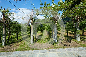Kiwi and apple cultivation in a summer day, blue sky in Italy