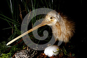 Kiwi bird and an egg