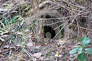 Kiwi bird habitat