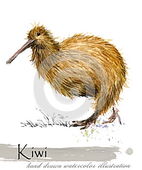 Kiwi bird hand drawn watercolor illustration