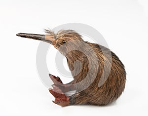 Kiwi bird toy