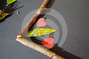 Kiwi branches and aucuba japanese leaf with two little paper red heart frame on black background