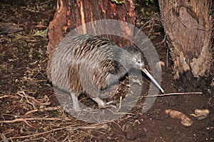 Kiwi in bush