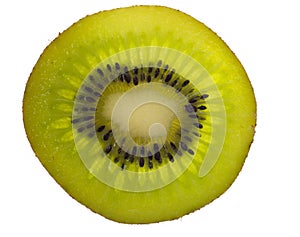 Kiwi Cross-section, illuminated