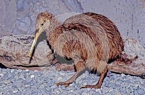 Kiwi, are flightless birds endemic to New Zealand