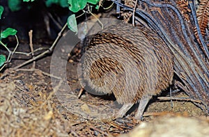 Kiwi, are flightless birds endemic to New Zealand