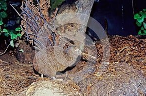 Kiwi, are flightless birds endemic to New Zealand