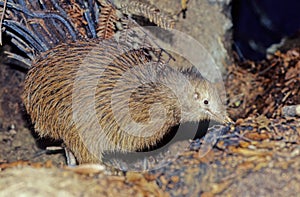 Kiwi, are flightless birds endemic to New Zealand