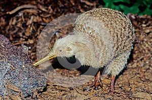 Kiwi, are flightless birds endemic to New Zealand