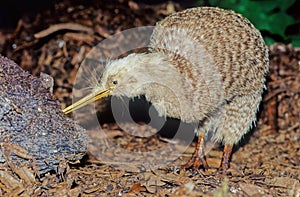 Kiwi, are flightless birds endemic to New Zealand