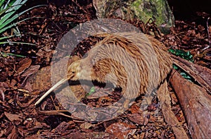 Kiwi, are flightless birds endemic to New Zealand