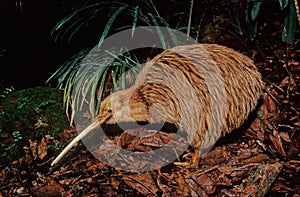 Kiwi, are flightless birds endemic to New Zealand