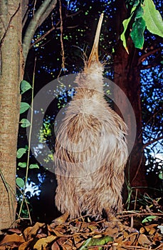 Kiwi, are flightless birds endemic to New Zealand