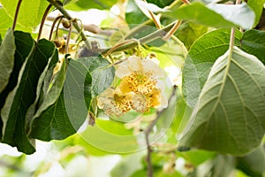 Kiwi flowers and plant actinidia