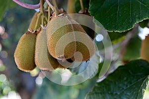 Kiwi fruit