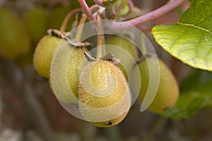 Kiwi Fruit