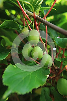Kiwi fruit (actinidia)