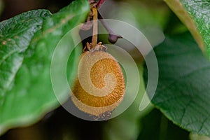 Kiwi fruit on the branch close up. Kiwi tree with fruits