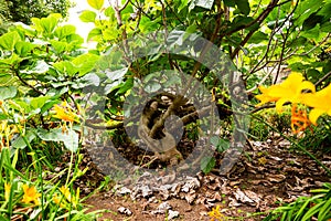 Kiwi fruit on a branch in the garden of La Orotava, Tenerife