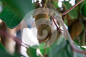 Kiwi fruit on the branch. Some Kiwi on a tree