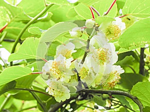 Kiwi fruit flowers tree