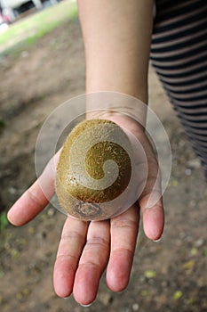 Kiwi fruit on hand