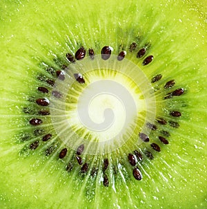 Kiwi fruit macro