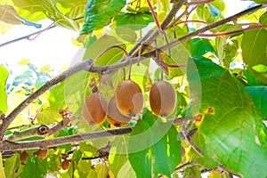 Kiwi fruit matures on a branch, through the leaves of the tree streams sunlight