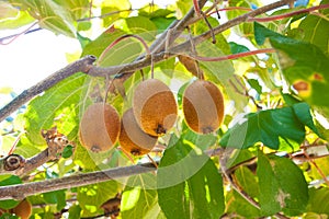 Kiwi fruit matures on a branch, through the leaves of the tree streams sunlight