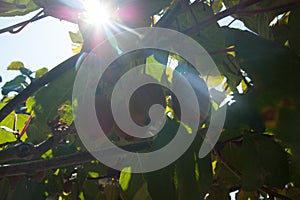 Kiwi fruit matures on a branch, through the leaves of the tree streams sunlight