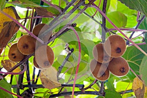 Kiwi fruit matures on a branch, through the leaves of the tree streams sunlight